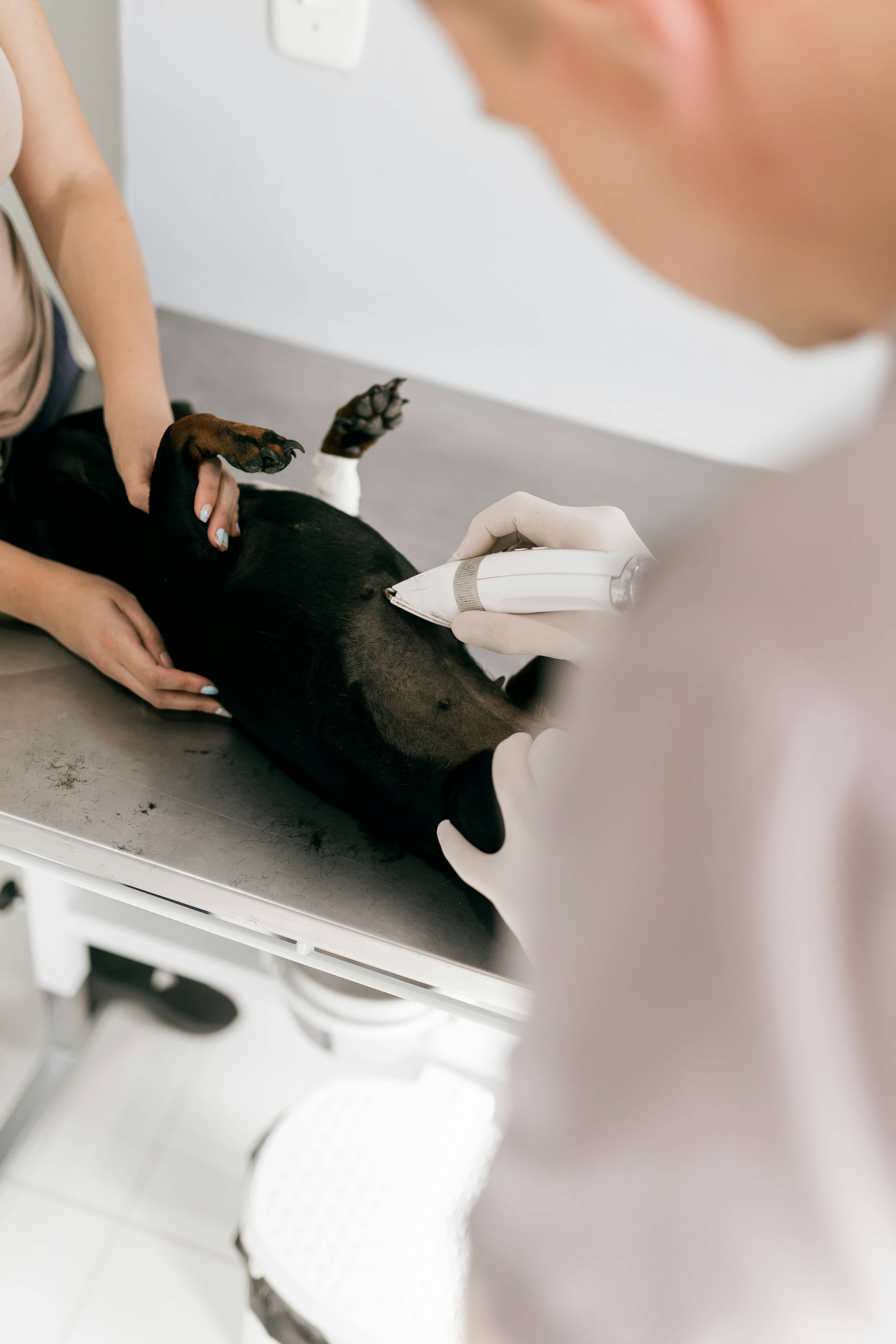 Tutora segura o cachorro enquanto a veterinária prepara o exame de imagem