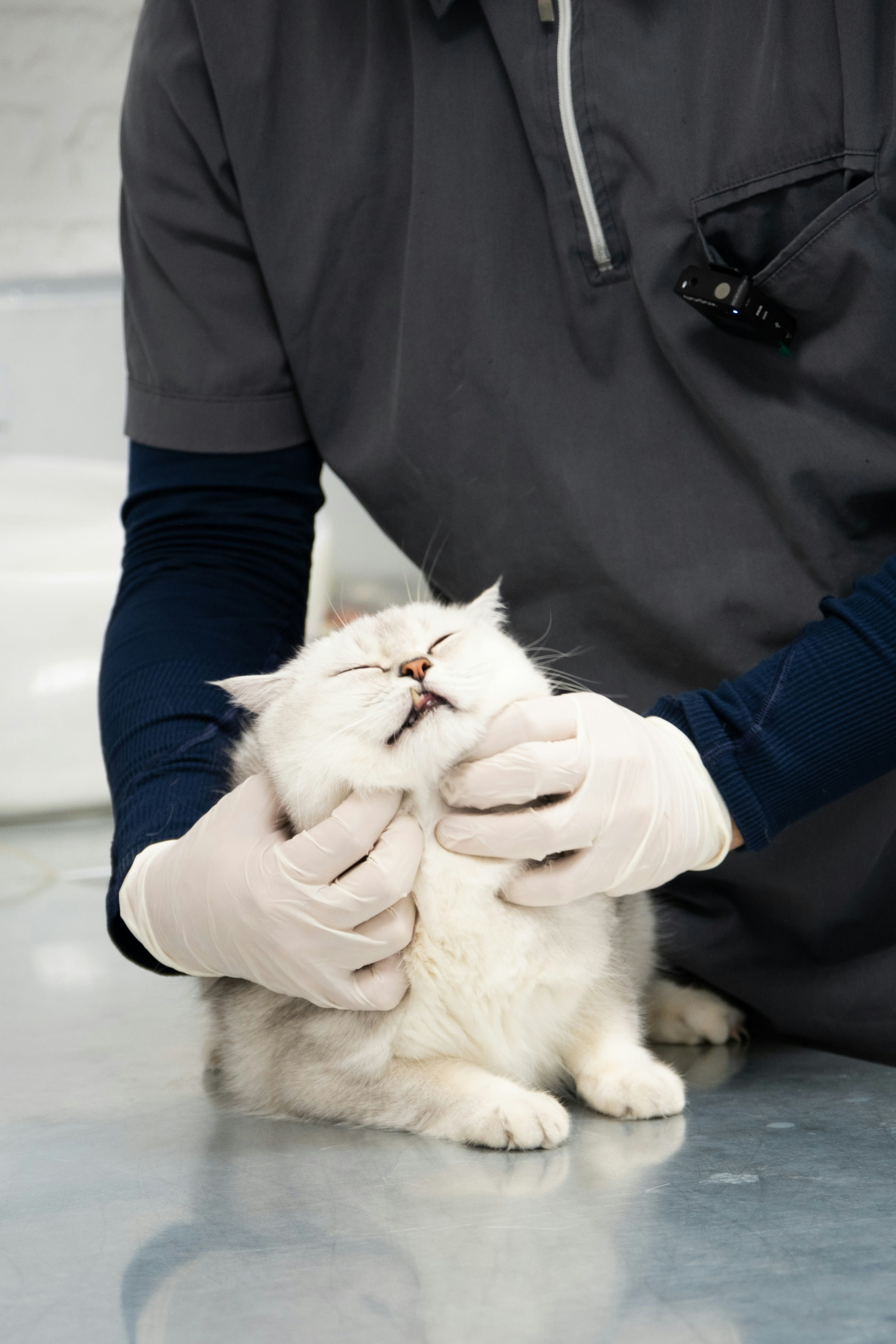 Veterinária com luvas acalma um gato branco durante o exame, com as mãos apoiando o rosto dele