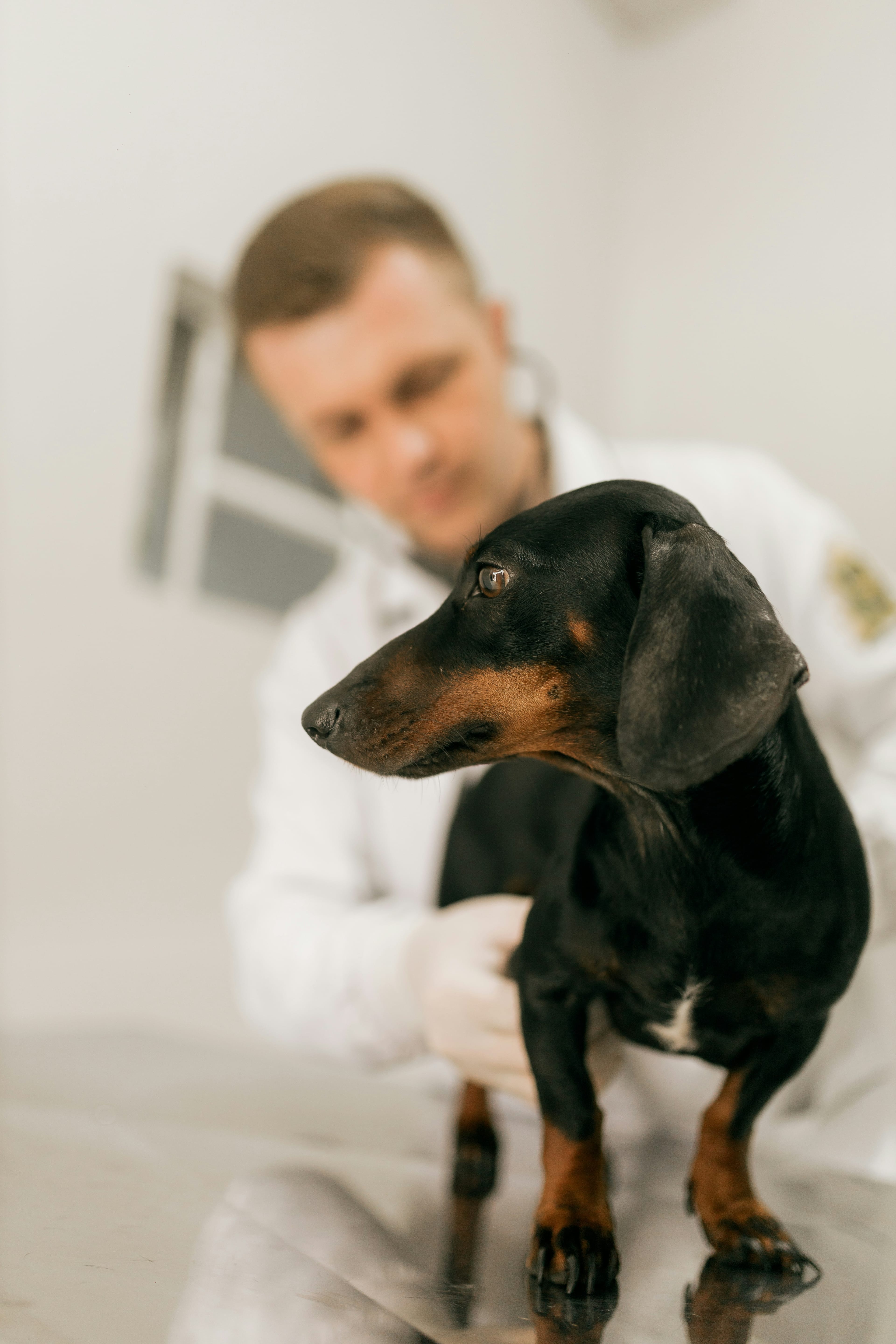 Veterinário examina um dachshund preto e caramelo sobre a mesa de atendimento