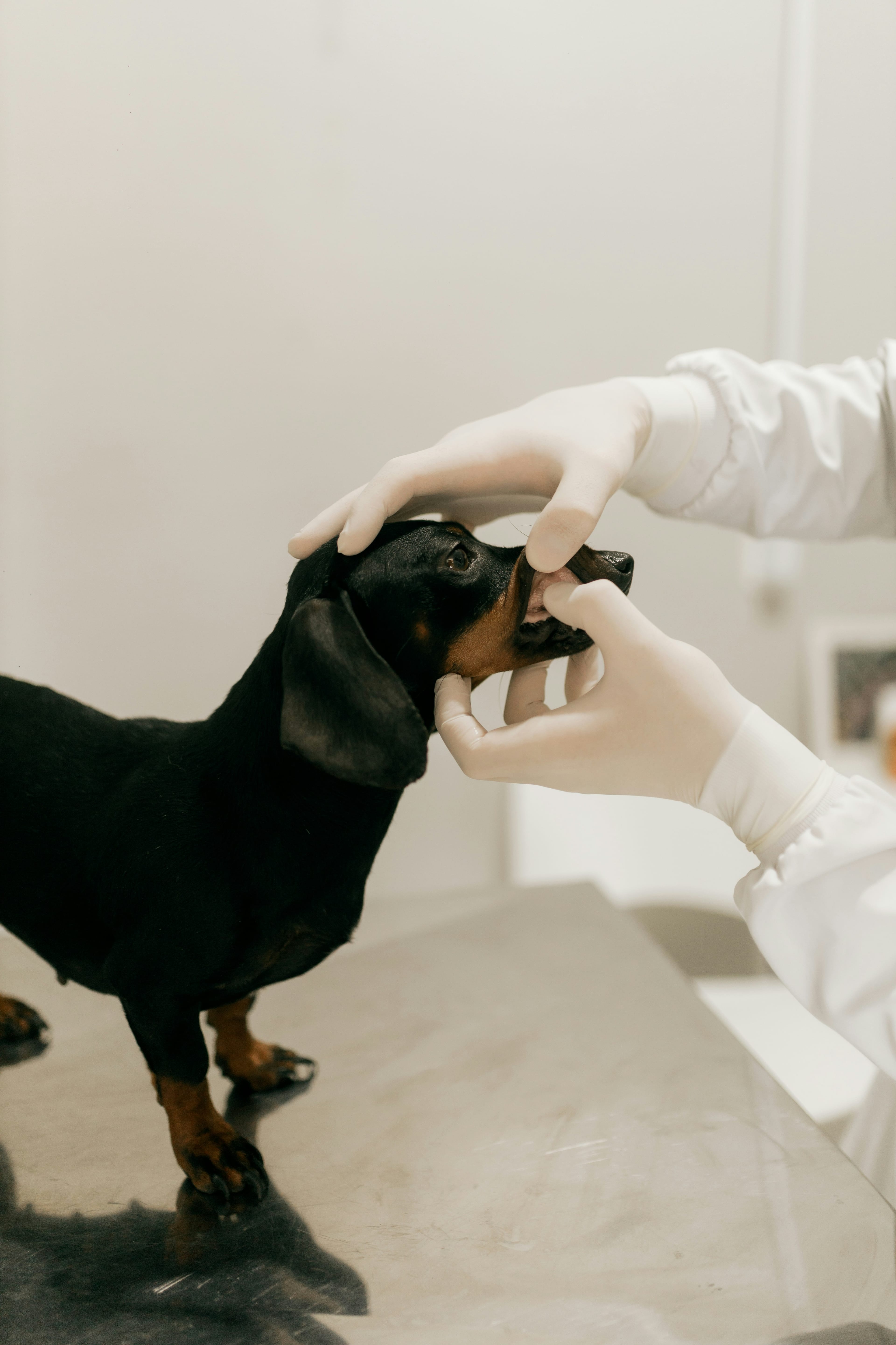 Veterinária examina os dentes de um dachshund durante a avaliação odontológica